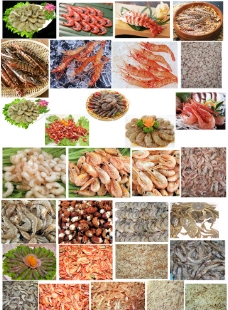 水产品水产类虾品总汇图片