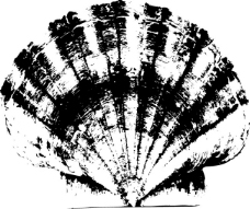 贝壳贝壳图片贝壳类拓印