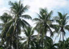 度假椰树图片