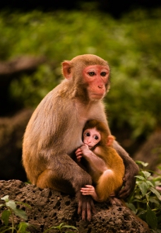 猴子图片