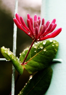 春天雨中的小花图片