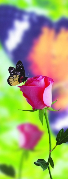 玫瑰 蝴蝶图片