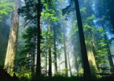 大自然美景晨曦朝陽曙光山林山色山景樹木樹林图片