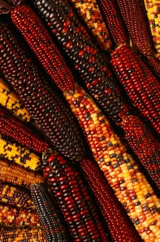 玉米收获季节季节背景