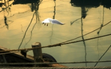 木船上的海鸥图片
