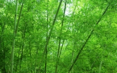 绿色叶子竹子图片