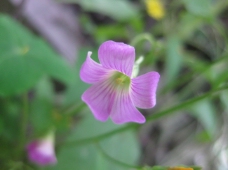 静物特写特写紫花静物绿色